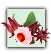Hibiscus
