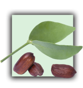 Jojoba