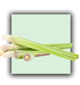 Lemon grass