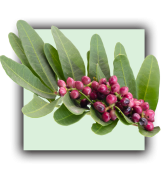 Lentisque pistachier