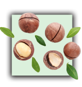 Macadamia