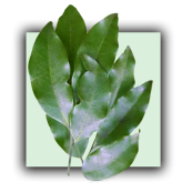 Mandravasarotra