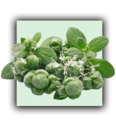 Marjolaine à coquilles