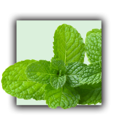 Menthe poivrée