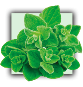 Origan