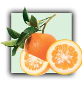 Petitgrain Bigaradier