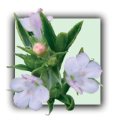 Sarriette des montagnes