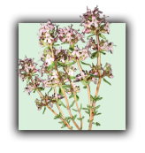 Thym vulgaire à thymus