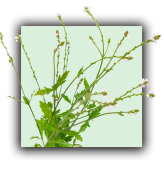 Verveine