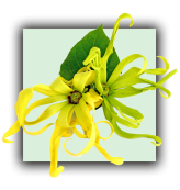 Ylang ylang