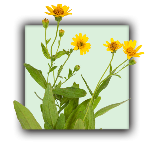 Plante arnica