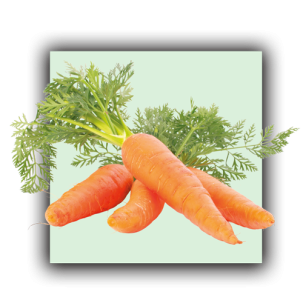 carotte