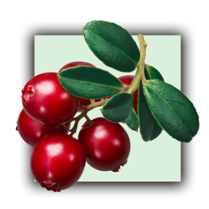 Cranberry