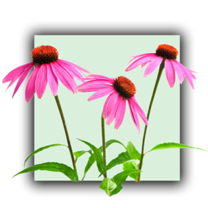 Echinacée