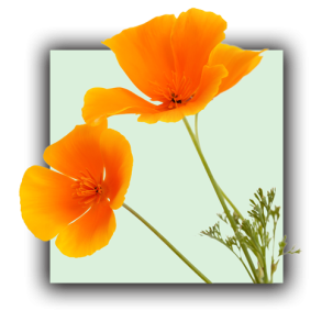 Eschscholzia