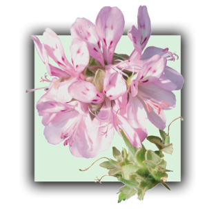 Geranium bourbon