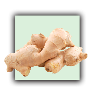 Gingembre