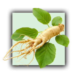 Ginseng