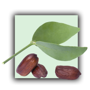 Jojoba