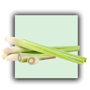 Lemon grass