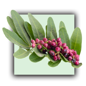 Lentisque pistachier