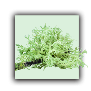 Lichen d'islande