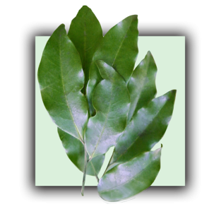 Mandravasarotra