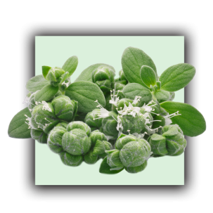 Marjolaine à coquilles