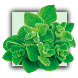 Origan