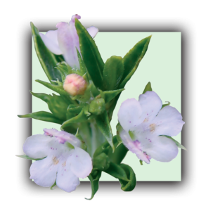 Sarriette des montagnes