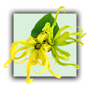 Ylang ylang