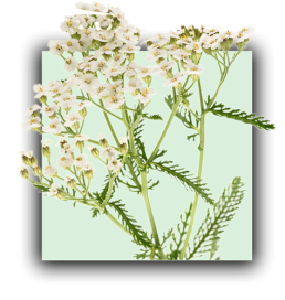 Plante Achillée millefeuille