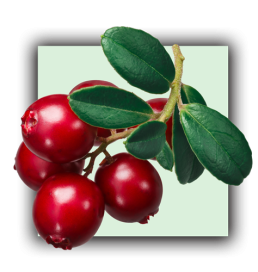 Cranberry