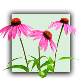 Echinacée