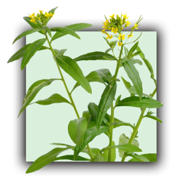 Erysimum