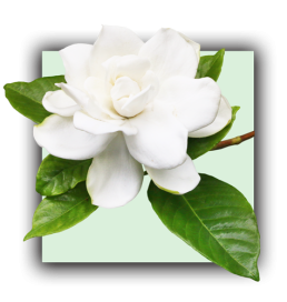 Gardenia